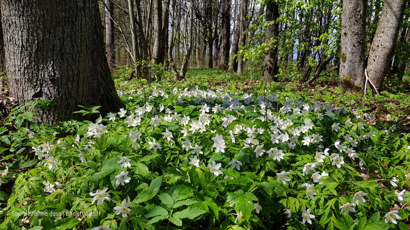  skinderiskio dendrologinis parkas 2021 05 08